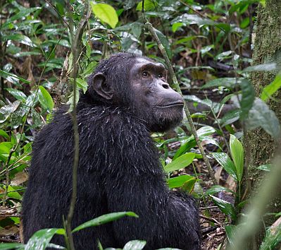 schimpansen-im-kibale-wald-uganda