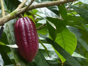 São Tomé kakao